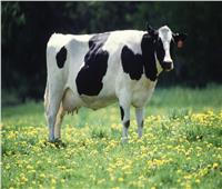 تسجيل حالة إصابة «شاذة» بجنون البقر في البرازيل