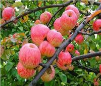 لمزراعي التفاح والكمثري.. نصائح لحماية الأشجار خلال يونيو