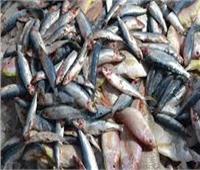 التموين تضبط أكبر شحنة أسماك مجهولة المصدر بالدخيلة
