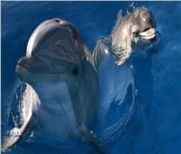 نفوق الدلافين بولاية فلوريدا الأمريكية بسبب المد الأحمر