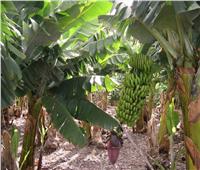 8 نصائح لـ«مزارعي الموز» خلال مرحلة التزهير في يوليو