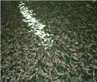 الزراعة: إنتاج  180 مليون وحدة زريعة أسماك لتنمية البحيرات