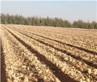 «الزراعة» تصدر تقريرا حول مشروع مكافحة العفن البني في البطاطس