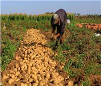 «الزراعة»: 573 ألف فدان خالية من «العفن البني» خلال عام