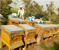 لمربي النحل ومنتجي العسل.. 4 نصائح لمواجهة تأثير ارتفاع درجات الحرارة