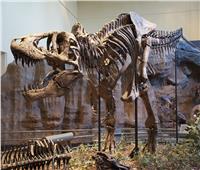 علماء صينيون وأمريكيون يعثرون على حفرية لديناصور "تيرانوسوريبوس" شرقي الصين