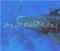 صور| ظهور القرش الحوتى«بهلول» جنوب مرسى علم