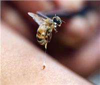العلاج بـ«قرص النحل»| متخصصون: صيدلية ربانية