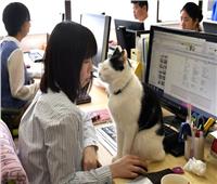دراسة: الشركات اليابانية التي تسمح للموظفين باصطحاب الحيوانات الأليفة تحقق أرباحا كبيرة