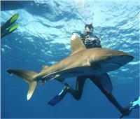 «بيئيون»: أبرزها استفزازها.. أسباب هجوم أسماك القرش على الإنسان