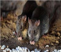 نيويورك تحارب الفئران بـ«الخمور»
