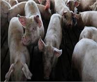 الحكومة التايلاندية تنفي تفشي مرض حمى الخنازير الإفريقية بالبلاد