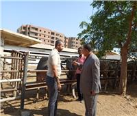  شراء 24 رأس جاموسي لتطوير مزرعة محافظة أسيوط لإنتاج الألبان واللحوم 