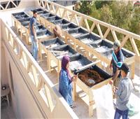 البيئة تعلن البدء في تنفيذ مبادرة زراعة الأسطح بمبنى «بيت القاهرة»
