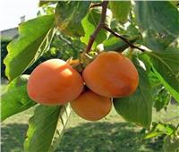 «الزراعة» تصدر توصياتها لـ 5 أصناف فاكهة مع بداية الموسم الشتوي