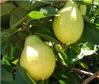 فوائد الجوافة لا تحصي .. تعرف على نصائح «الزراعة» للحماية من ذبابة الفاكهة