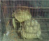 صور| ضبط 17 حيوانًا بريًا في حملة على محلات بيع الحيوانات بالهرم