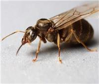 حشرات تهدد حياتك| ما هي أسباب انتشار النمل الطائر؟ .. وهذه طرق التخلص منه