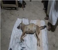 صور| بعد أن هاجمهم.. «صعايدة» يقتلون «ذئب» ويحنطونه على واجهة منزل بقنا