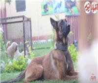 فيديو|  أفضل أنواع كلاب الحراسة بضمان المدرب «أبو نور»