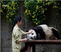 الصين: نحو ألفي «باندا» تعيش في البرية وسنواصل العمل لحمايتها