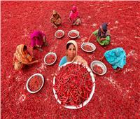 «بحر الفلفل الأحمر».. عادة «بنجلاديش» كل عام 