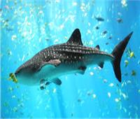 مطالبات بالتحقيق في واقعة صيد «القرش الحوتي» المهدد بالانقراض بالسويس 