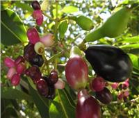 زهور الخريف| ثمار الـ«بامبوزيا» تعالج الإسهال وتخفض ضغط الدم
