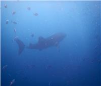 القرش «بهلول» يظهر مره أخرى بالغردقة.. وفرحة بين الأوساط البيئية والسياحية