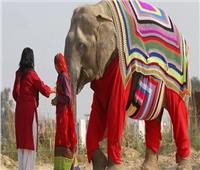 لتدفئتهم بـ«الكروشيه».. نساء الهند يطلقون برنامج لرعاية الأفيال