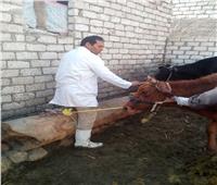 صور| الزراعة: تحصين أكثر من مليون رأس ماشية ضد «الحمي القلاعية»