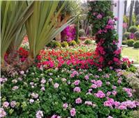 مدير قناطر الدلتا: مجموعة نادرة من الزهور والصبارات في معرض زهور الخريف
