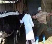 «الزراعة» تحصين 9.2 مليون رأس ماشية ضد «الحمى القلاعية»
