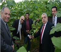 لأول مرة بجامعة طنطا: «الأسباني الأبيض» بنظام الزراعة المكثفة