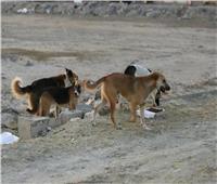 «الزراعة» توضح حقيقة إعدام 295 ألف كلب خلال 2019