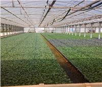 حصاد 2019| التوسع في الصوب وزراعة الزيتون.. الأبرز لبحوث الاقتصاد الزراعي