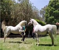 محطة الزهراء للخيول العربية تنظم عرض الطلائق بمناسبة بدء موسم التربية والتزاوج