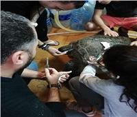 فريق طبي بسيناء ينقذ «سلحفاة بحرية» من الانقراض
