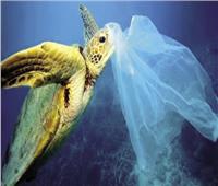 تايلاند تبدأ العام الجديد بحظر الأكياس البلاستيكية في المتاجر