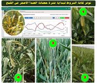 «الزراعة» تصدر نشرة إرشادات لوقاية القمح من مرض الصدأ الأصفر