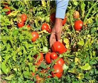 6 نصائح لـ«مزارعي الطماطم» تمهيدا لزراعة العروة الصيفية..تعرف عليها