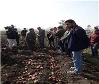  زراعه البطاطس لأول مرة في بني سويف تضاعف إنتاجية المحصول وتوعية صغار المزارعين بالممارسات المفيدة في الزراعة