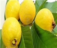 نصائح وإرشادات لـ«مزراعي الجوافة» لاتباعها خلال فصل الشتاء