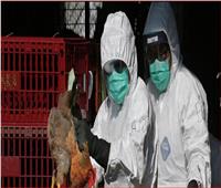 الصين: تفشي إنفلونزا الطيور بمقاطعة هونان بالقرب من مركز انتشار «كورونا»