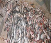 ضبط 61 طن أسماك غير صالحة للاستهلاك الآدمي بالبحيرة