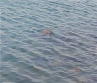 مصرع طفل غرقا في مركز بدر بالبحيرة
