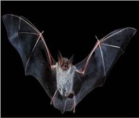 دراسات: الخفاش ليس «وسيط» وهو أصل كورونا