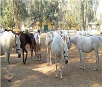 حقيقة نفوق أعداد كبيرة من الخيول العربية الأصيلة بمحطة الزهراء 