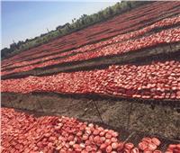 صور| الزراعة تعلن عن مشروع تجفيف الطماطم بالتعاون مع برنامج الغذاء العالمي