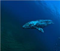 علاقة مفاجأة بين الشمس و الحيتان الرمادية!